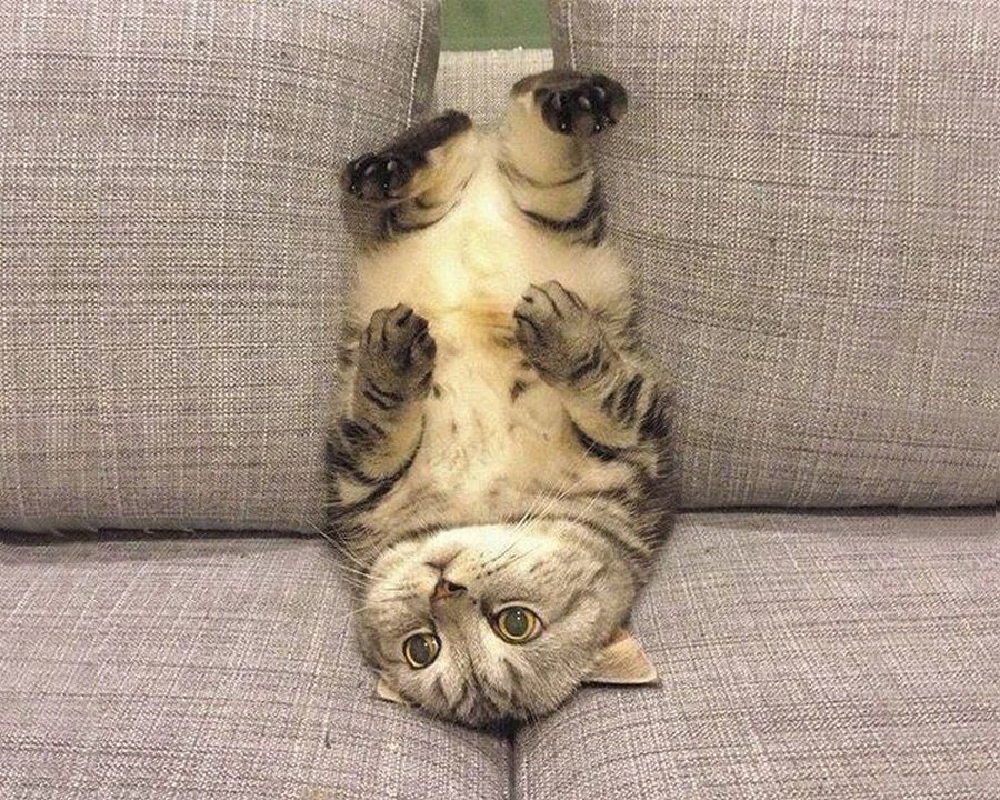 Wiltons_World's tweet photo. I know it's already Thursday, but I think I might be ready to start my week... maybe. #ThursdayThoughts https://t.co/tvtFJHnSmx