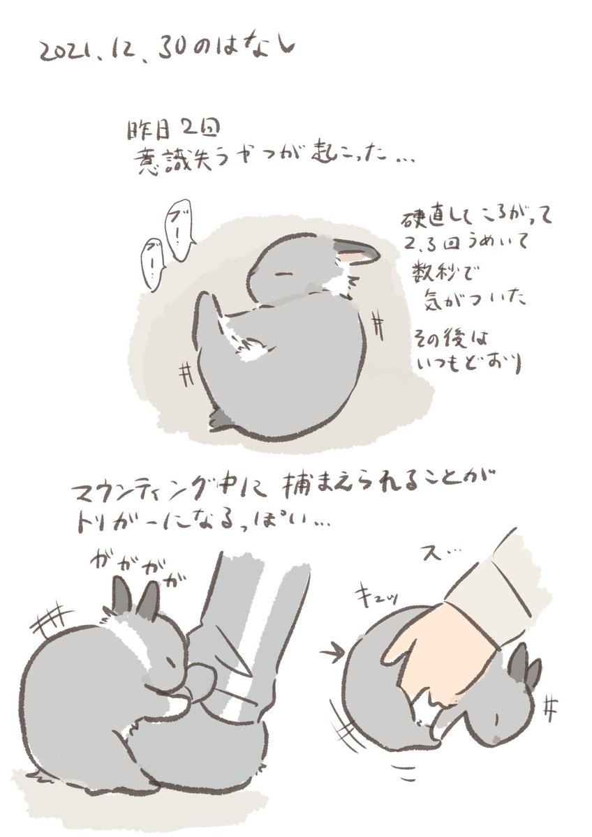 日付け変わって昨日のrabbit…とUSA
#うさぎのいる生活 