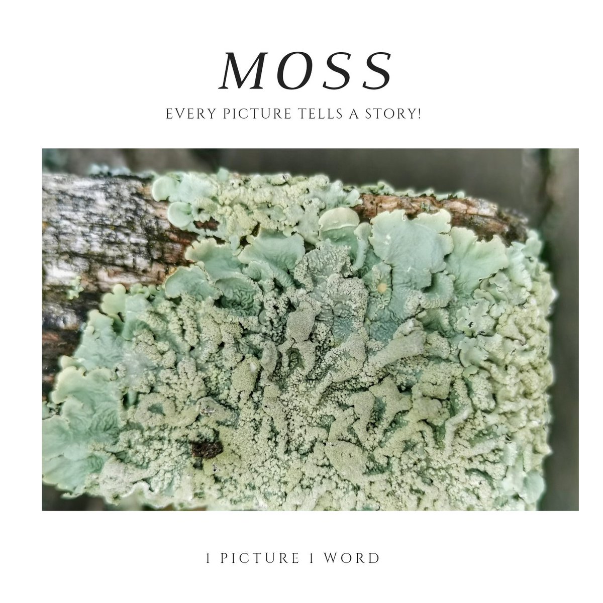1Picture1Word's tweet photo. #Moss
#1P1W #1picture1word
#activeemotion ποΈ
#battlepicture π π
Every picture tells a story! #Imagine #Photo #weare1forall
#France
The less you say, the more people remember πΈ
https://t.co/do7wSJhu8Y
#onepicture #oneword https://t.co/JSfB9pjQVY