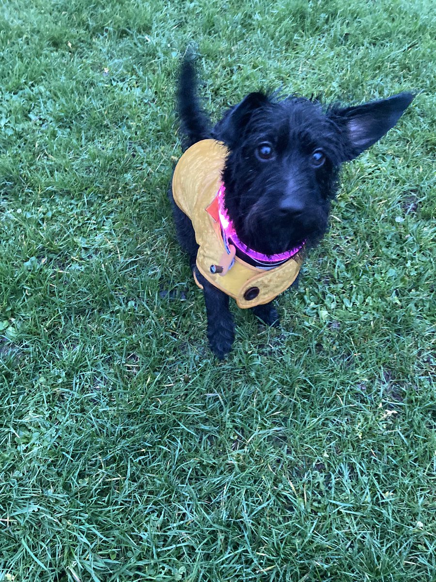 Lindsey Evans tweet media