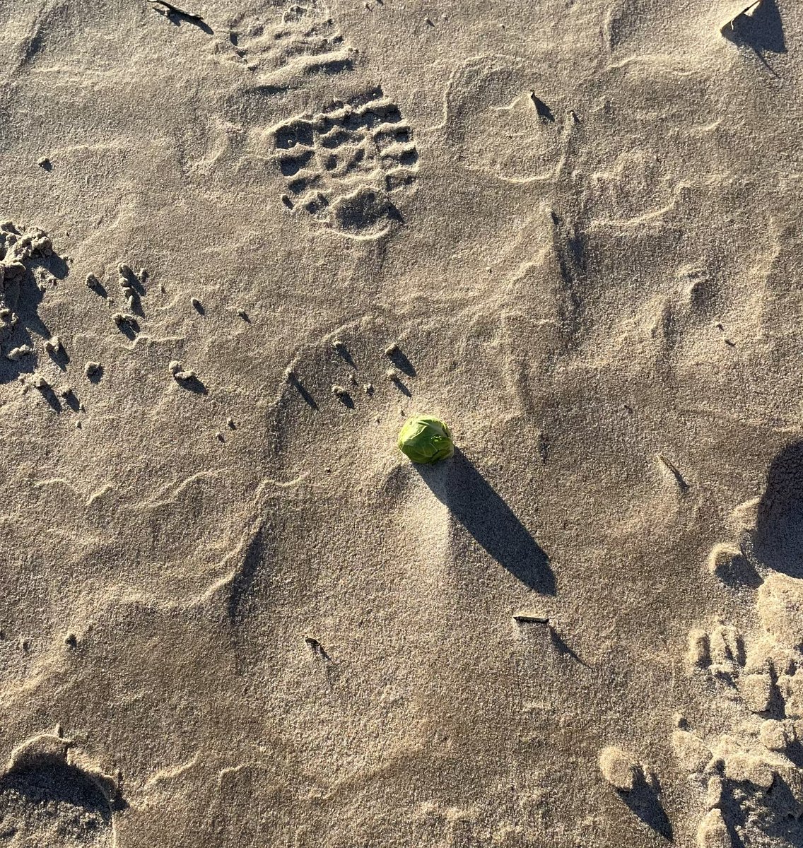 EmmaHazelhurst's tweet photo. Spotted on a Northumberland beach this morning - one plucky sprout that managed to escape Xmas dinner! Good luck, my friend! Here’s to new horizons 🏖🥂 #sprouts #newyearnewlife https://t.co/sONSNGp6Iu