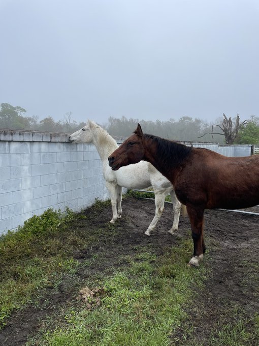 🐴 🤍 https://t.co/87Xy7PCUQq<a href="/tag/partner"class="tags"><span>#partner</span></a><a href="/tag/rockstarenergy"class="tags"><span>#rockstarenergy</span></a><a href="/tag/cyberpunk2077"class="tags"><span>#cyberpunk2077</span></a>