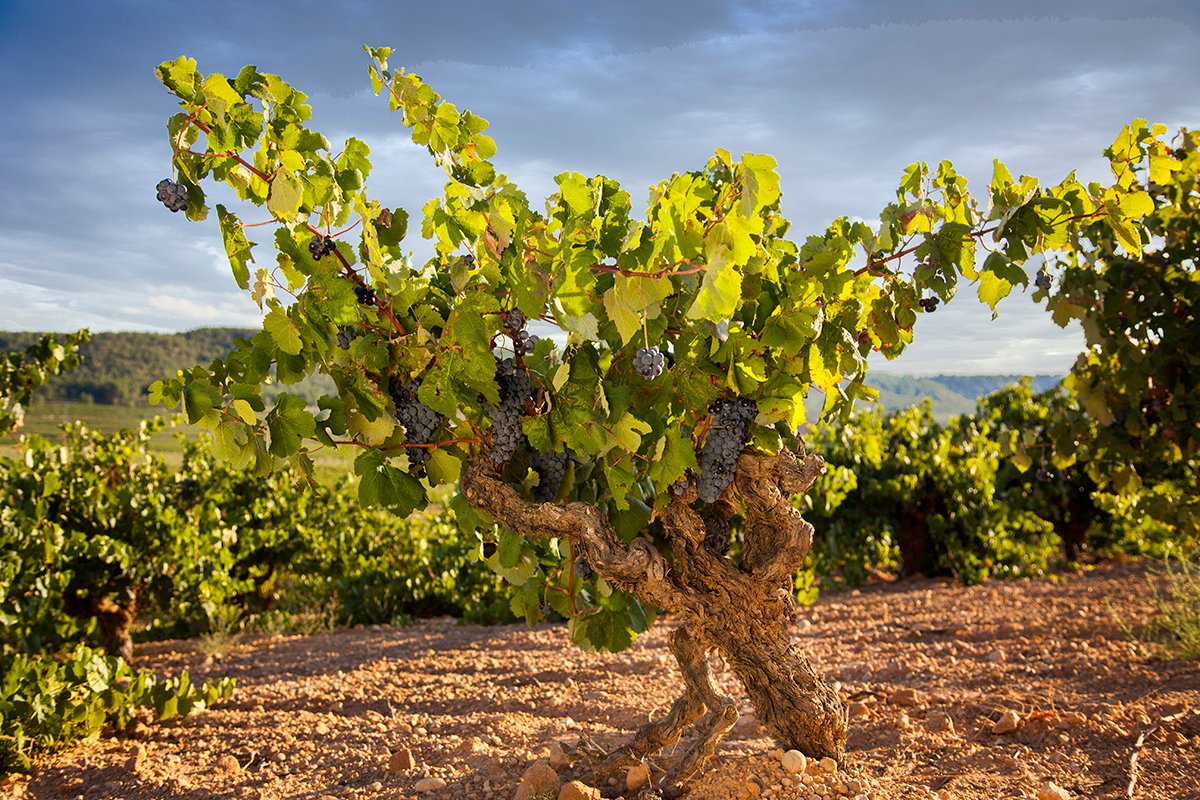 ¿Qué pasó con el vino cuando la región pasó a formar parte del dominio musulmán?
Si bien los testimonios son escasos, sospechamos que el vino se consumía también en aquella época. La viña se mantuvo también para obtener leña y agraces, uvas frescas y pasas. #TerritorioBobal