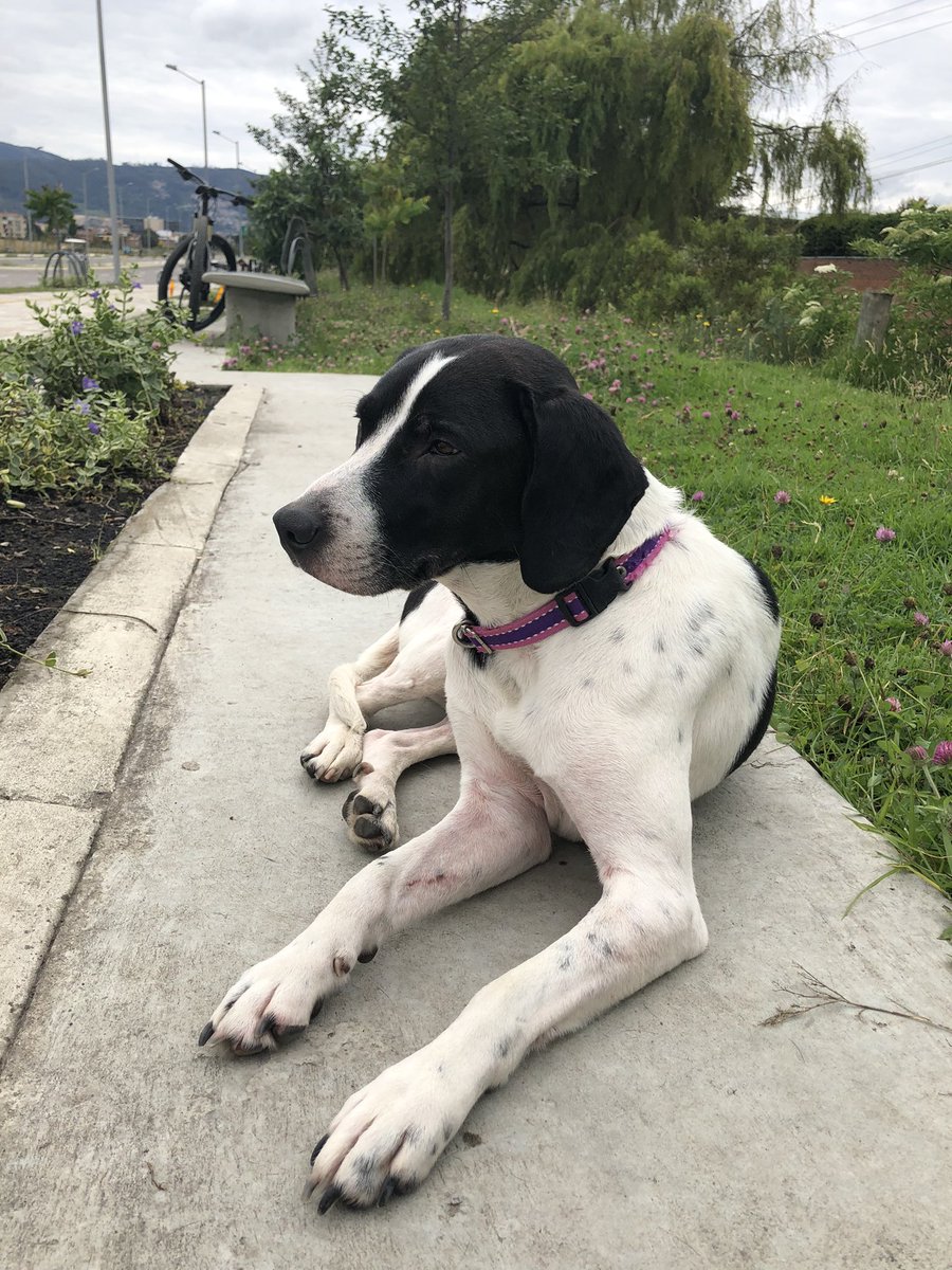 S.O.S. Encontramos perdida a esta perrita por San José de Bavaria, en Bogotá. Su collar perdió la placa, no tiene nombre ni teléfono de contacto. Parece llevar varios días perdida. Ayúdanos a difundir para que pueda volver a su casa.