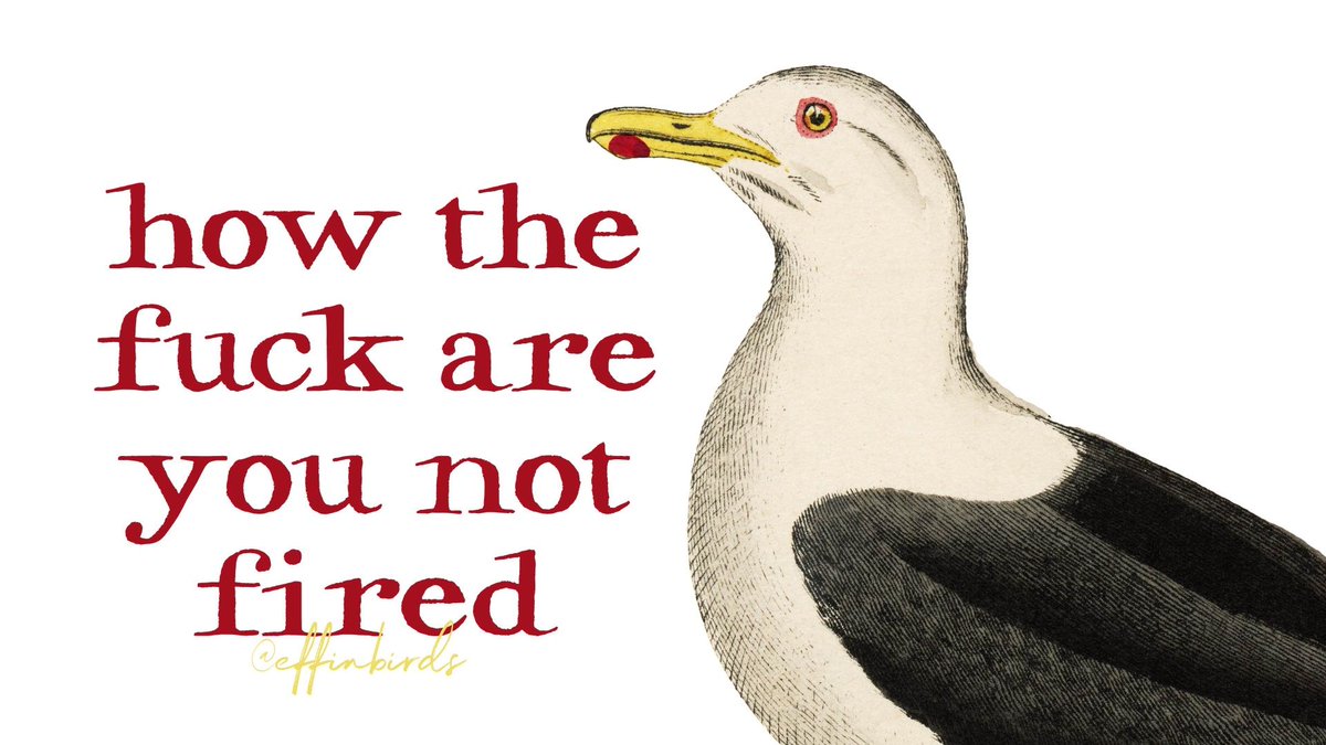 A painting of a bird beside the text "how the fuck are you not fired"