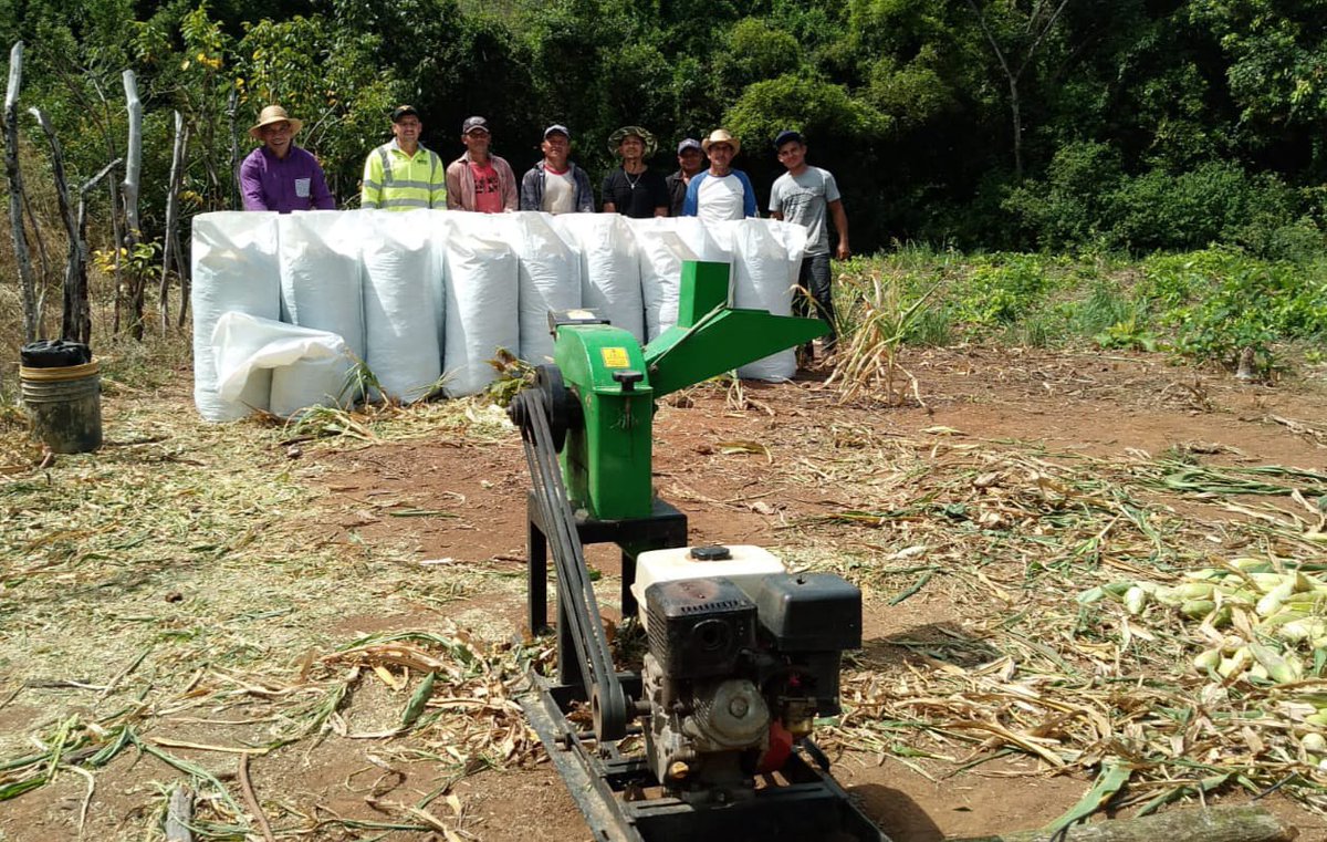 IPACOOP's tweet photo. #Veraguas l La Cooperativa de S/M El Despertar Campesino, R. L. , ubicada en el corregimiento de San José, distrito de San Fransisco, llevó a cabo un picado de maíz para la elaboración de ensilaje, que será utilizado para alimentar al ganado durante la estación seca. #Ipacoop https://t.co/Tu3uI69xje