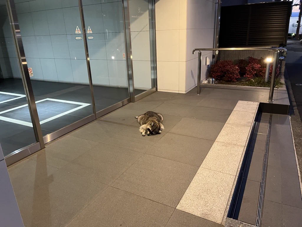 何でこんなところで？アライグマがスヤスヤ眠っていたwww
