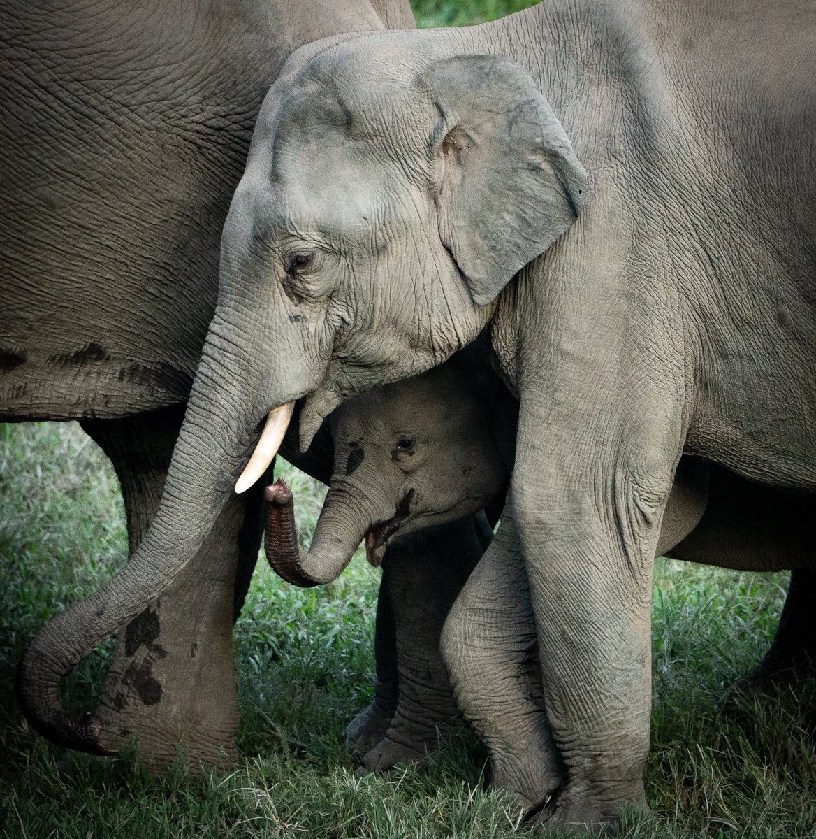ParveenKaswan's tweet photo. That small one under special care. One day he will walk and the earth will shake. https://t.co/pVIDjE6nzT
