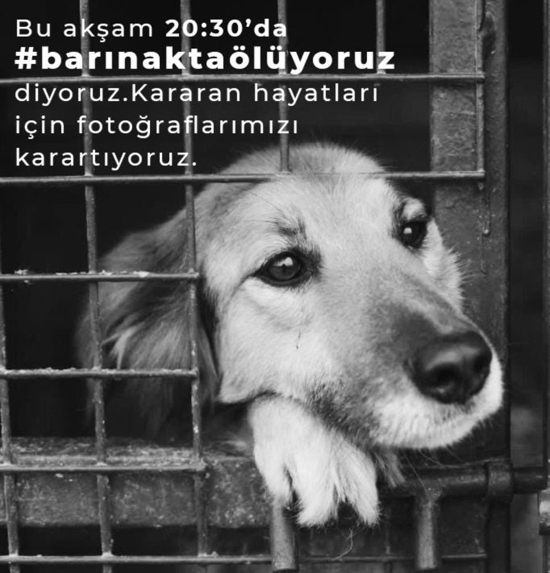 Onların olmayan dili, duyulmayan sesi olmak zorundayız 🐾
20.30’da bu zulme dur diyelim.. Onlar için bir tiwit atmak istemez misiniz ?