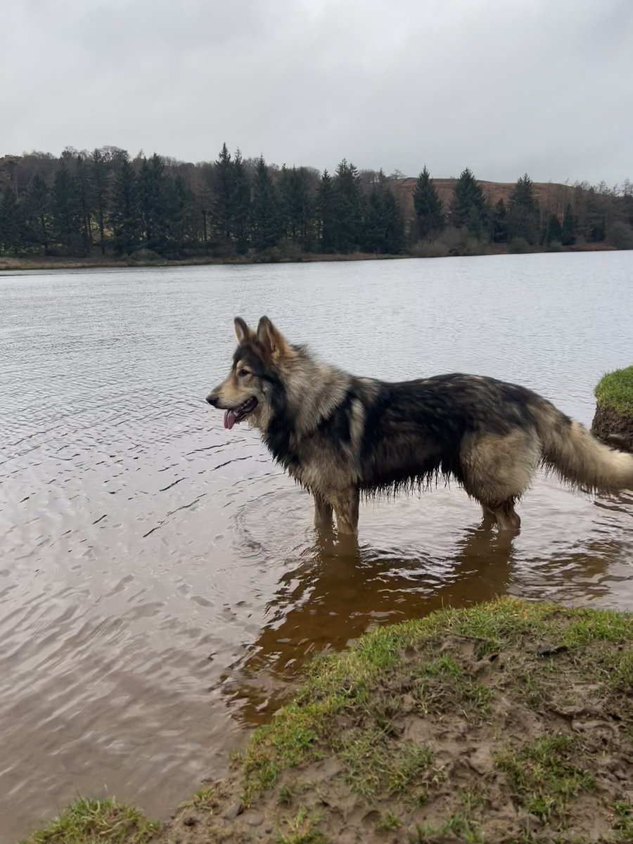 GemmaTutty's tweet image. Wolfie made his running debut today - now I have 2 running buds 😁🐶 #runningdogs