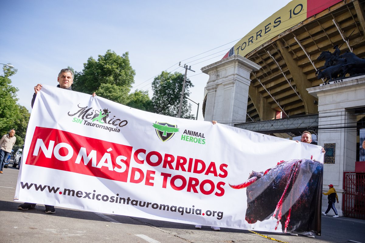 La tauromaquia es una práctica cruel e injusta, que promueve la violencia y el abuso hacia alguien más vulnerable. 

Nuestro país debe evolucionar. Hoy más que nunca necesitamos prácticas y tradiciones de PAZ.

Firma ➡️ mexicosintauromaquia.org

🧵👇