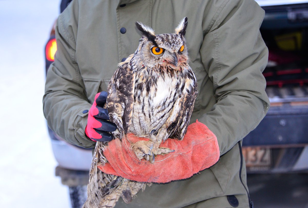 Ardahan’da doğada bitkin halde bulunarak Doğa Koruma ve Milli Parklar Şube Müdürlüğü’ne teslim edilen Puhu Kuşu, bakım ve rehabilitasyon sürecinin ardından Valimiz Hüseyin Öner tarafından doğaya bırakıldı.

<a href="/HuseyinOner29/">HÜSEYİN ÖNER</a> #ardahanvaliliği #ardahan