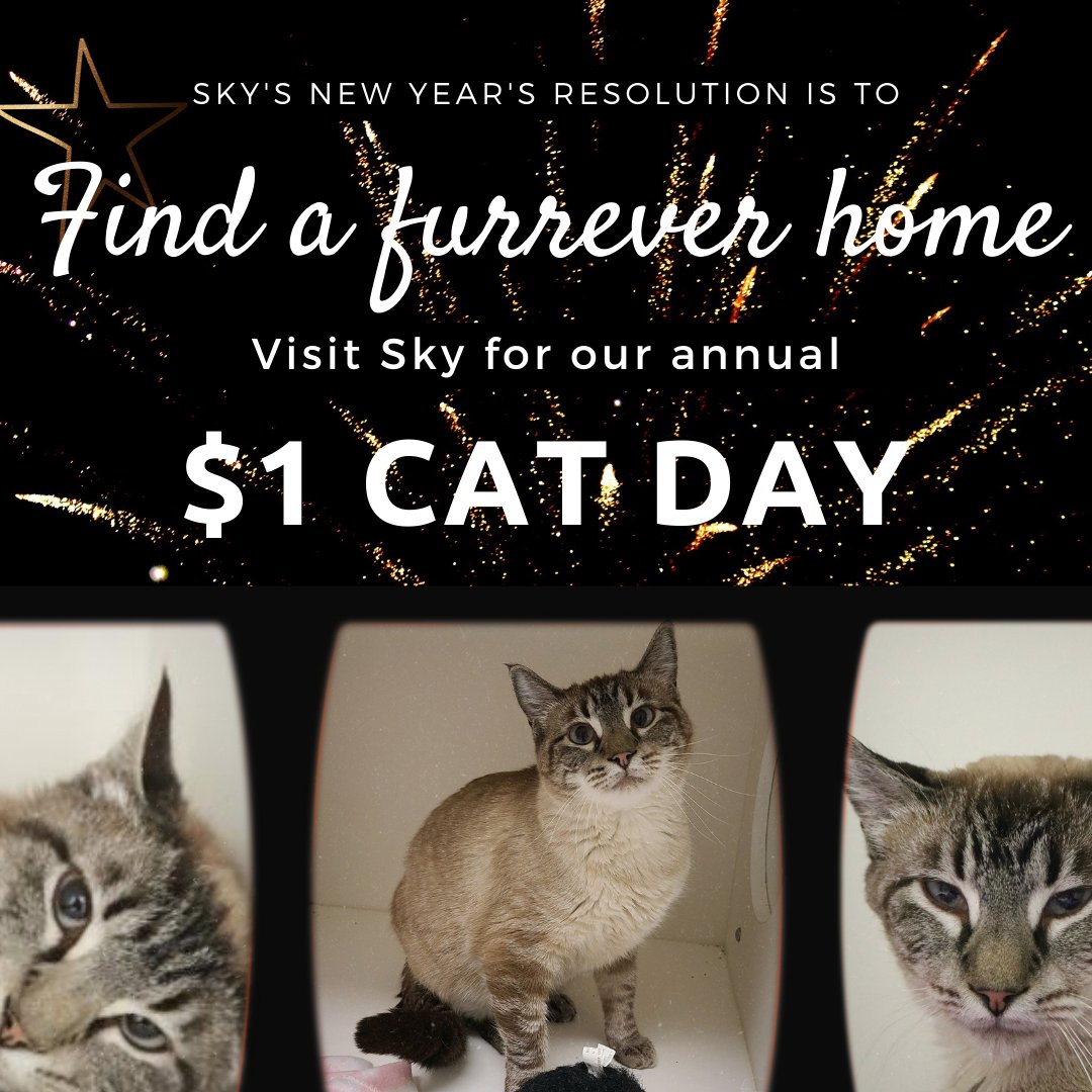 #dollarcatday #newyearsday #adoptdontshop
