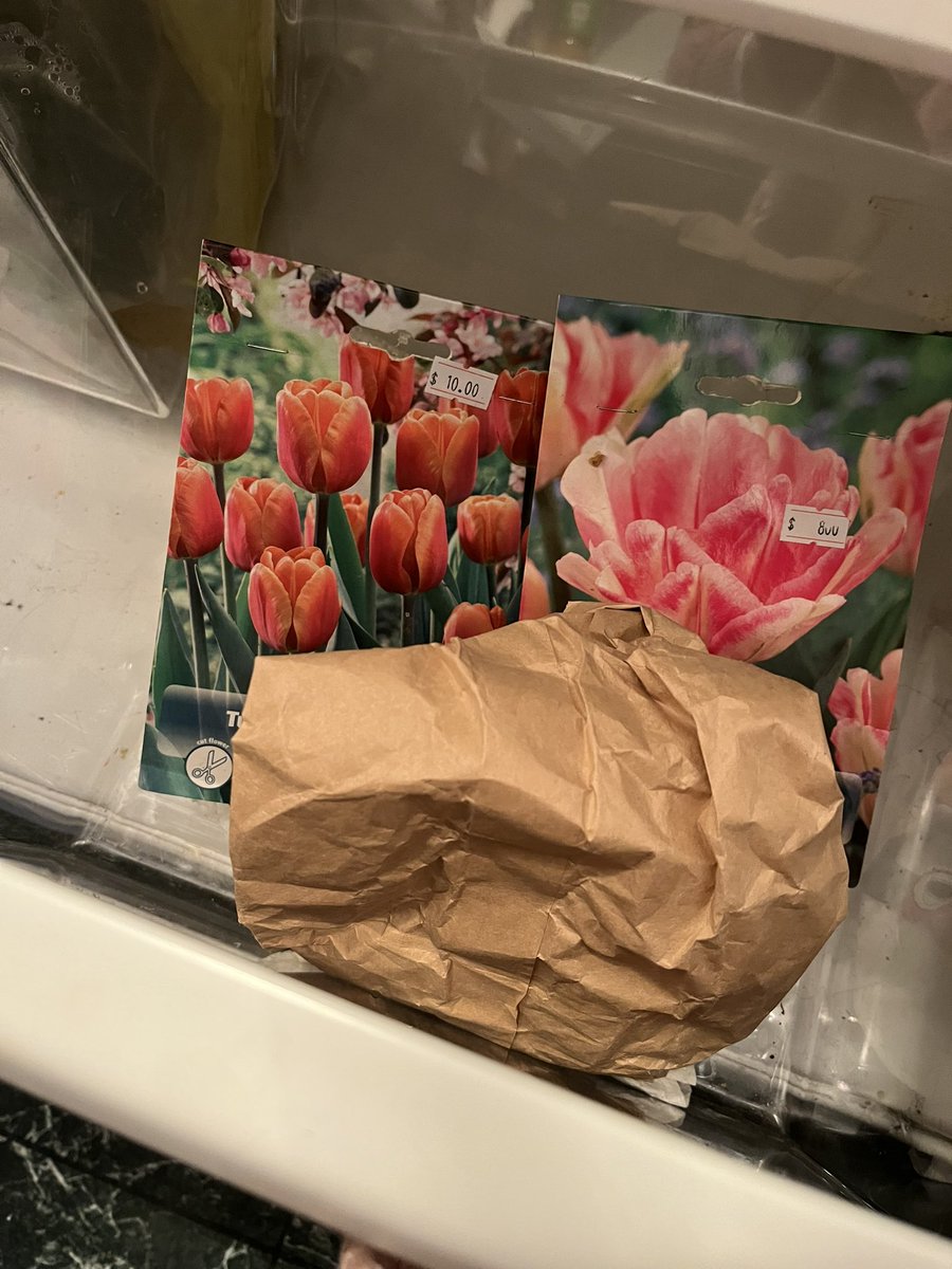 WDCGardener's tweet photo. What do you keep in your refrigerator crisper drawers? Mine are exclusively for chilling and forcing bulbs. #gardendc #bulbs #bulbchat #bulbforcing #tulips #gardeninglife https://t.co/nSFPYqCvz4