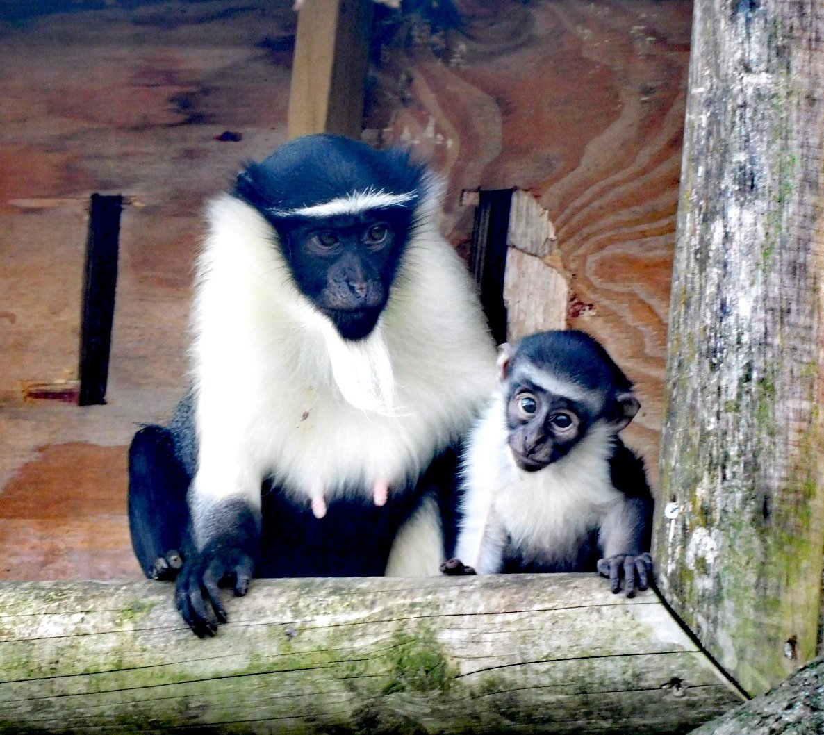 manhamonster's tweet photo. What a lovely surprise on a quick YWP visit today. A new baby roloway monkey. So adorable 😍😍.

@YorkshireWP
#TwitterNatureCommunity
#NaturePhotography
#roloway https://t.co/tSB3tv7Juo