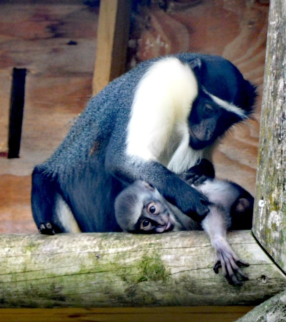 manhamonster's tweet photo. What a lovely surprise on a quick YWP visit today. A new baby roloway monkey. So adorable 😍😍.

@YorkshireWP
#TwitterNatureCommunity
#NaturePhotography
#roloway https://t.co/tSB3tv7Juo