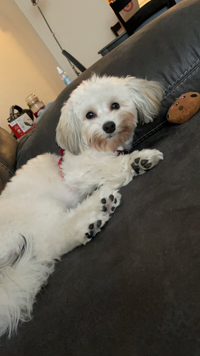 xPandamonium's tweet photo. @abcbeauty321 Havanese!! Here he is now! https://t.co/S1oVS9Iuzi