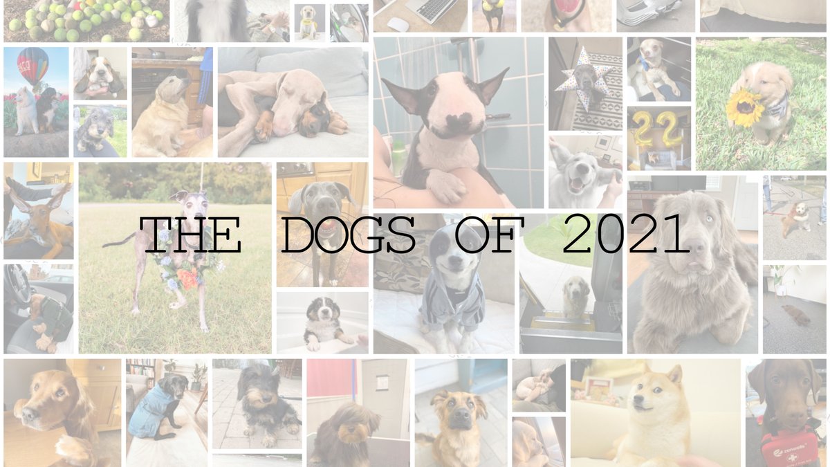RT @dog_rates: The Dogs of 2021 https://t.co/aXNh5jD13H