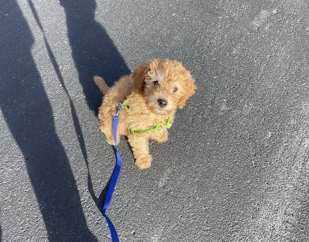 dgoodkin's tweet photo. Copper, AKA Lil Monster, the newest #DogsOfFreeBSD wants to ask if you will help @freebsdfndation reach their 2021 fundraising goal. If you want to support her favorite non-profit org, you can go here: https://t.co/K69O62go3f #FreeBSD #ItsReallyWindyInBoulderRightNow https://t.co/btlWalAC3d