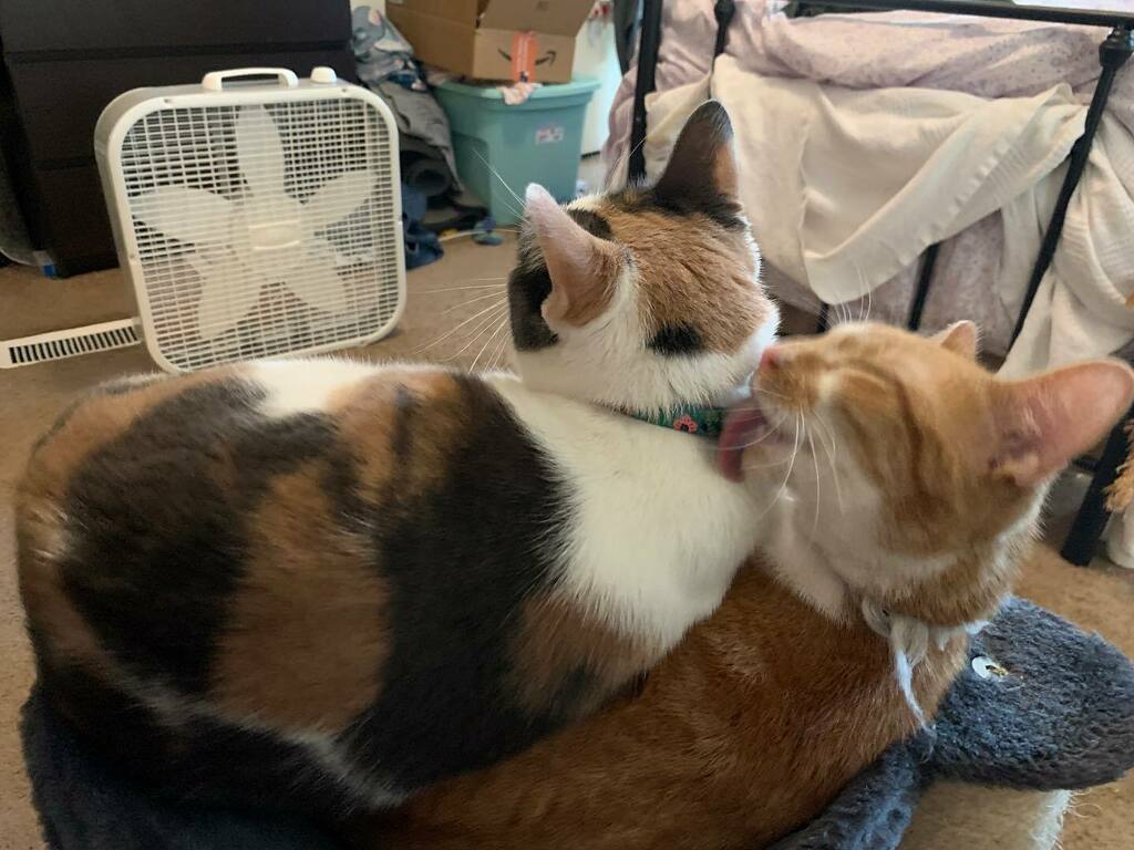 kittensholmes's tweet photo. Sherlock laid on her sister, who promptly started cleaning her. https://t.co/1wVUyoXXlL