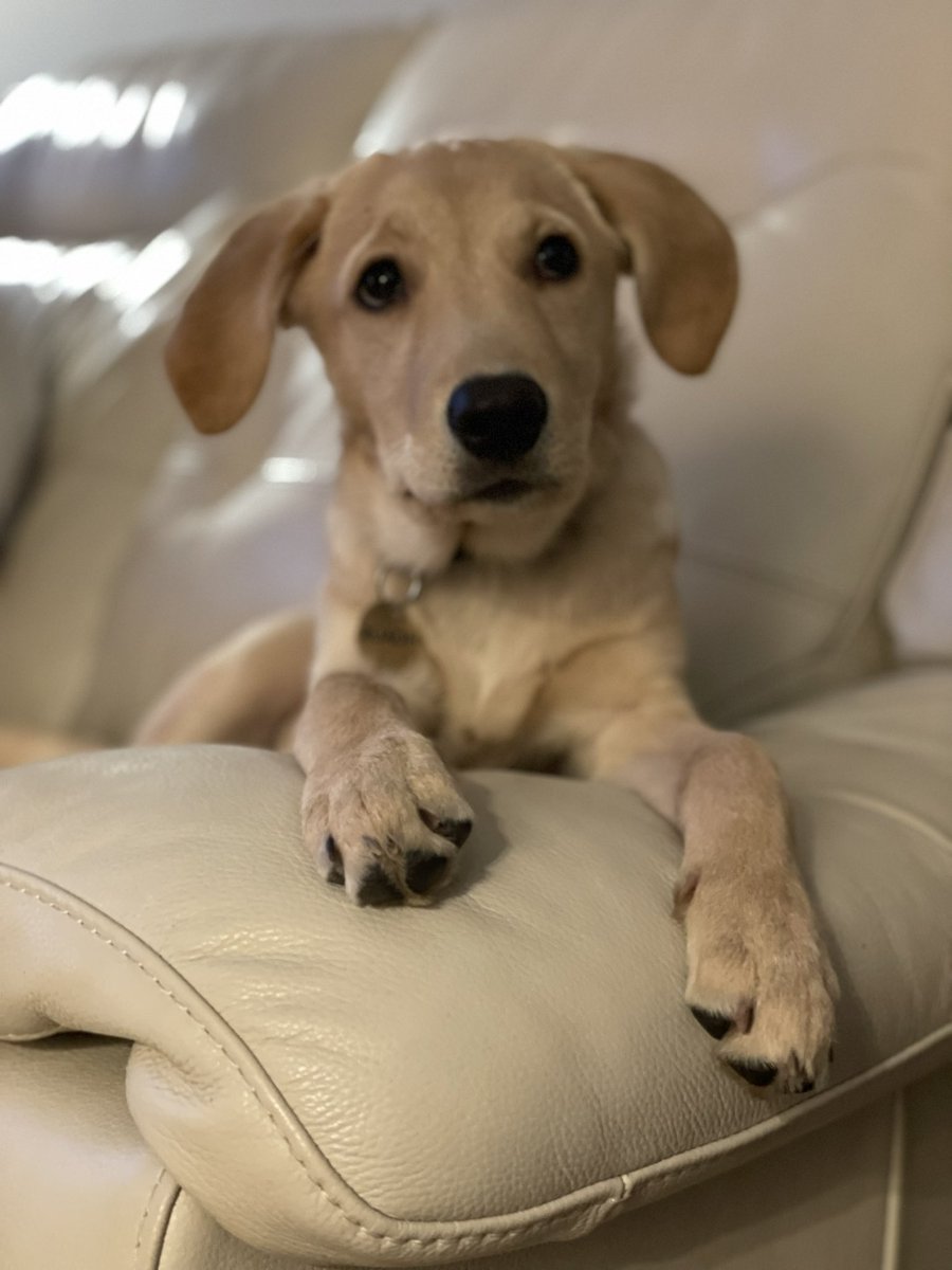 TheDizzyAngel's tweet photo. @scotsfilmguy Ruadh says hi to Tilly #labrador #puppies 💕 https://t.co/6oyJ9eu750