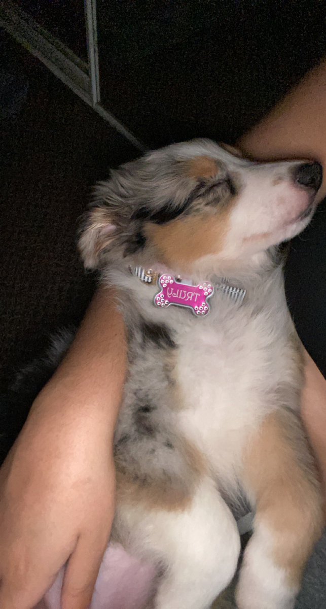 IsabelleVelas19's tweet photo. Dog mom to truly 🤍🐾 https://t.co/1T0u6YvoE7