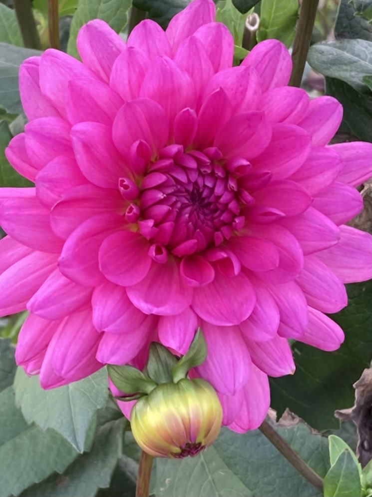 ArthurButcher44's tweet photo. Pink it is then! 💕#holidays #Xmas #NewYear #plants #gardens #summerwishes #sunshine #goodhealth Cheers Everyone!
#HappyNewYearWeekend! 🍷 https://t.co/114GXCVHZZ