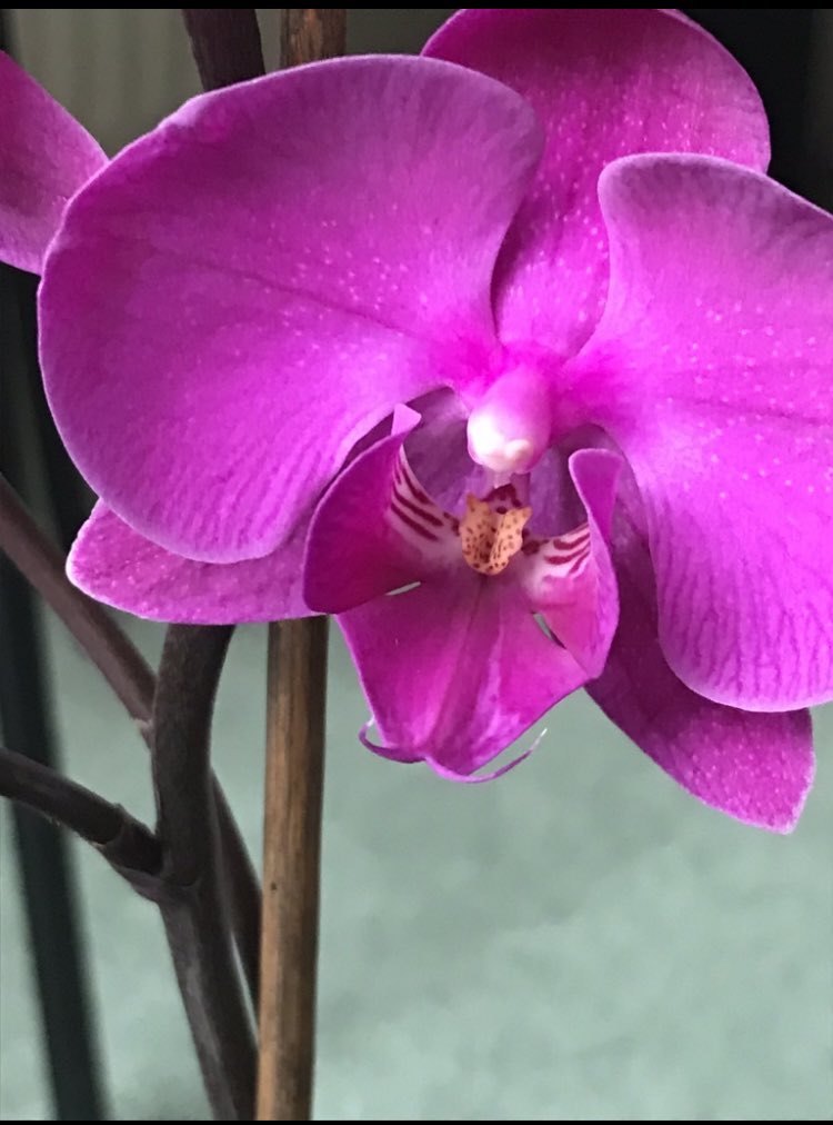 ArthurButcher44's tweet photo. Pink it is then! 💕#holidays #Xmas #NewYear #plants #gardens #summerwishes #sunshine #goodhealth Cheers Everyone!
#HappyNewYearWeekend! 🍷 https://t.co/114GXCVHZZ