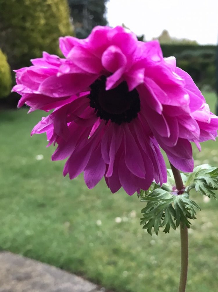 ArthurButcher44's tweet photo. Pink it is then! 💕#holidays #Xmas #NewYear #plants #gardens #summerwishes #sunshine #goodhealth Cheers Everyone!
#HappyNewYearWeekend! 🍷 https://t.co/114GXCVHZZ