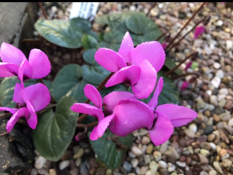 ArthurButcher44's tweet photo. Pink it is then! 💕#holidays #Xmas #NewYear #plants #gardens #summerwishes #sunshine #goodhealth Cheers Everyone!
#HappyNewYearWeekend! 🍷 https://t.co/114GXCVHZZ