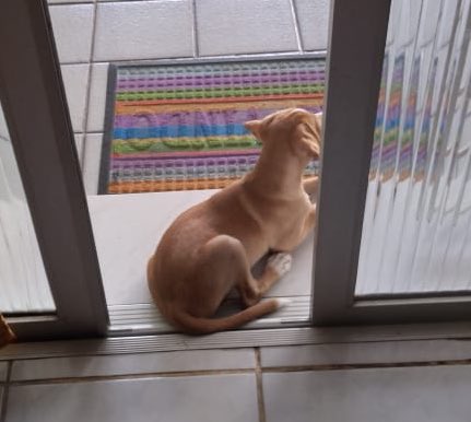 heyitseven's tweet photo. 📍⚠️ ADOÇÃO CONSCIENTE EM RECIFE.

Paçoca é um fox paulistinha de 4 meses que está precisando de um lar responsável. Com urgência! 

Se você mora em Recife, entre em contato comigo. 

*Ele já está completamente vacinado e vermifugado. https://t.co/Ty1O5Vnphk
