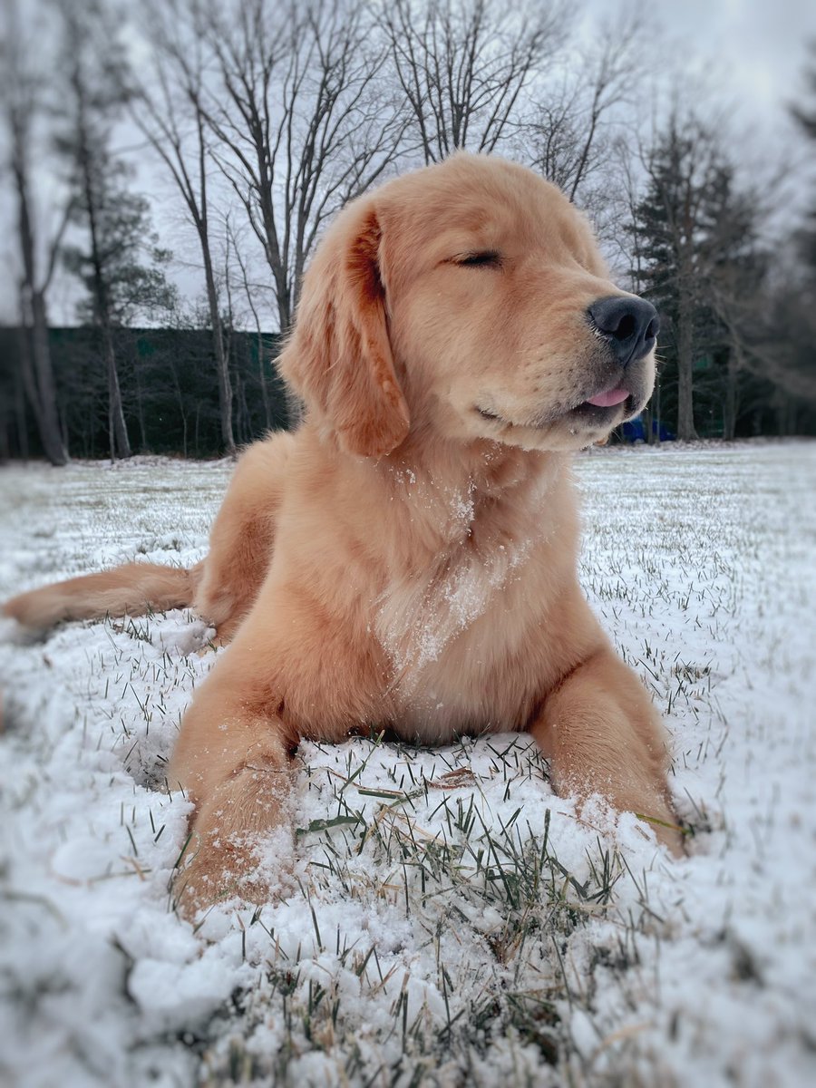 Archie_Ventures's tweet photo. • enjoying the snow • 

#dogsoftwitter #Snowfall https://t.co/wDzg1ZtRJp