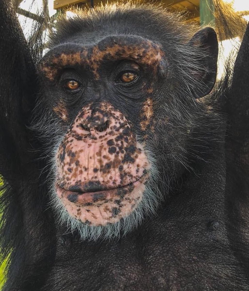 SaveTheChimps's tweet photo. Just a reminder that all donations made today and tomorrow will be DOUBLED by our board! Help us take care of all the food, supplies, and care for #DocTheChimp before 2022 even begins! https://t.co/hxRnOrMp2G https://t.co/dvqT6UsqNa