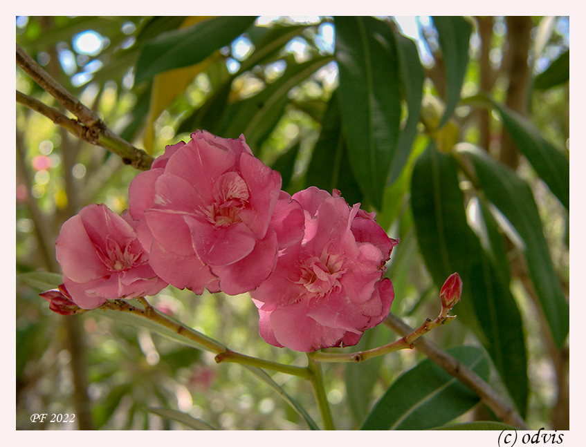 odvis's tweet image. #PF2022 #happynewyear2022 #HappyNewYear