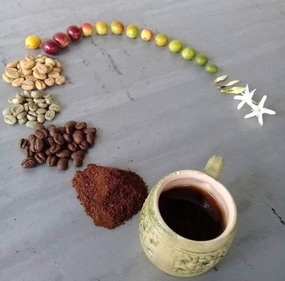 cokito_pr's tweet photo. Imágenes alucinantes ✨ Parte 4

• El viaje de una semilla para llegar a tu taza de café https://t.co/ZO3n9u9cXp