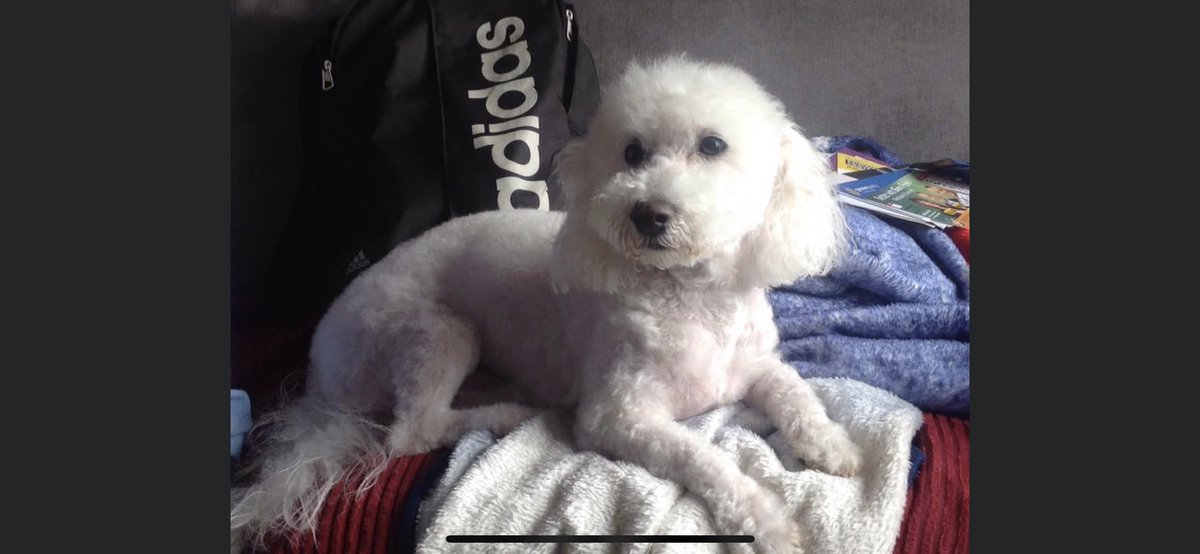 boooteer8's tweet photo. @BrianRocks1964 I always said I wouldn’t get a dog after the legend cuddles died , because I hadn’t the time to be at home with it ‘ dogs 🐕 need loads of attention, love n stability #adogsforlife https://t.co/upjlNV69FU