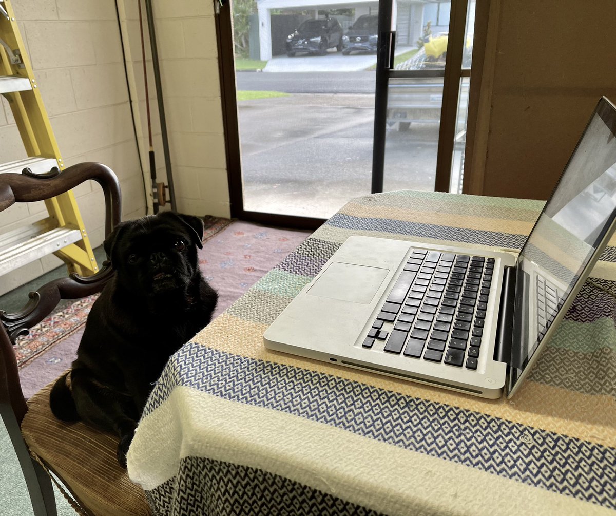 infoaacares's tweet photo. Gomez was up early this #morning and was the first one in the #office. She was #finishing off a couple of last-minute #emails when we arrived and we would like to thank her for her dedication to her job. 💜🐶 #pug #pugs https://t.co/AKifMGufKo