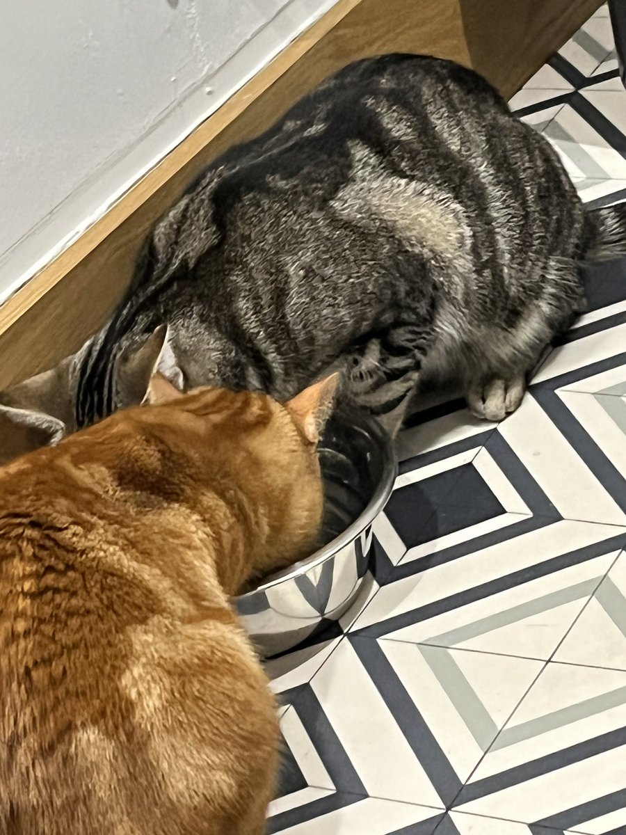 martoner's tweet photo. @PaddyMcGuinness @cullecgk2008 Well this is a bit of a revelation -  just tried it and it works. It’s like the cats were blind to the water bowl when it was next to their food https://t.co/ggDpwrnwHf