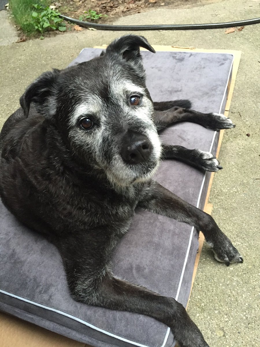 2tailswag's tweet photo. @kelly_rdc @dogandpuplovers Recue dogs are the best! https://t.co/o26zFAxaRe