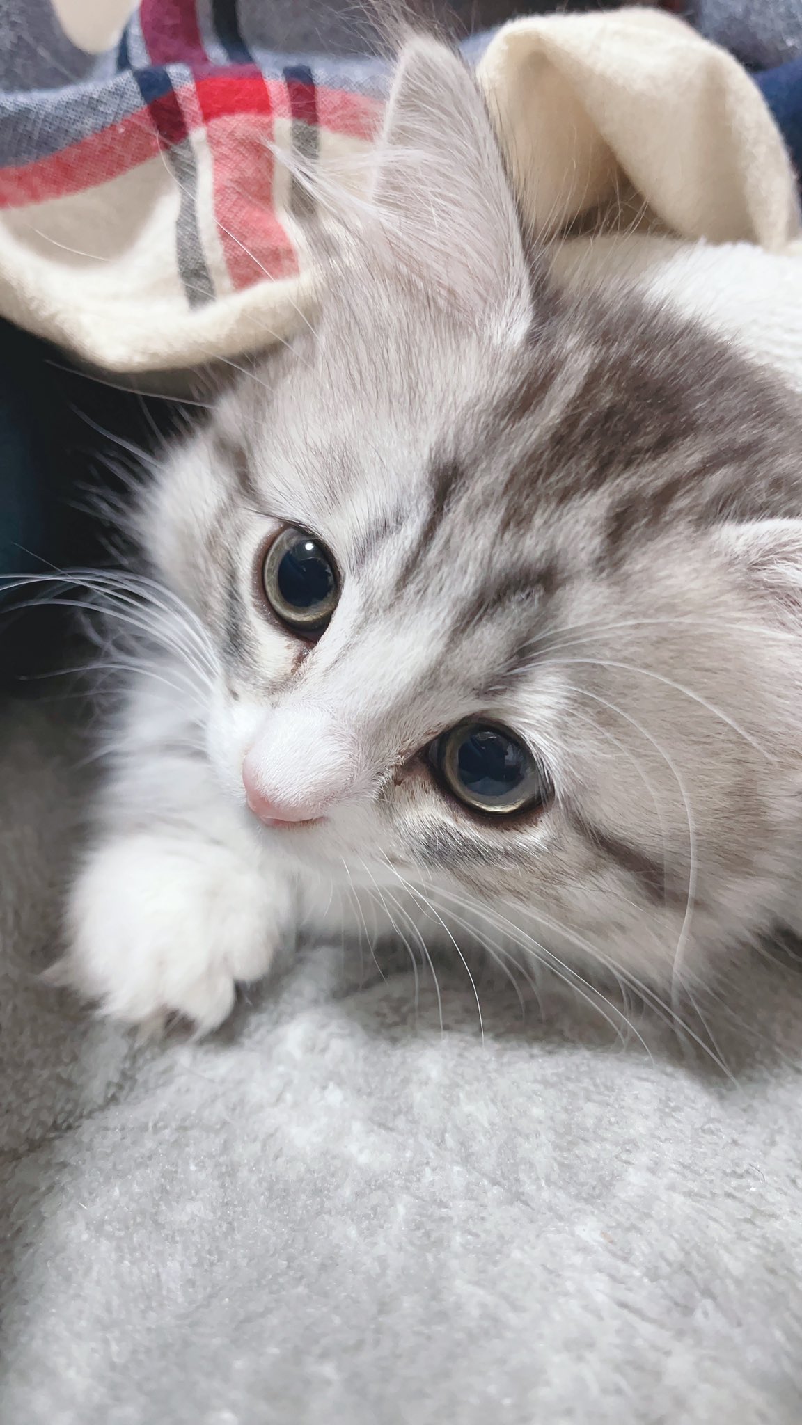 初猫ミク Hatsunekomiku Twitter