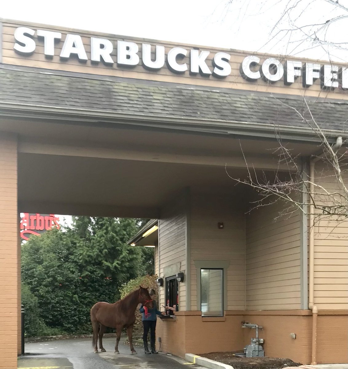 Choosing to believe a horse in line for coffee is a good luck charm for 2022