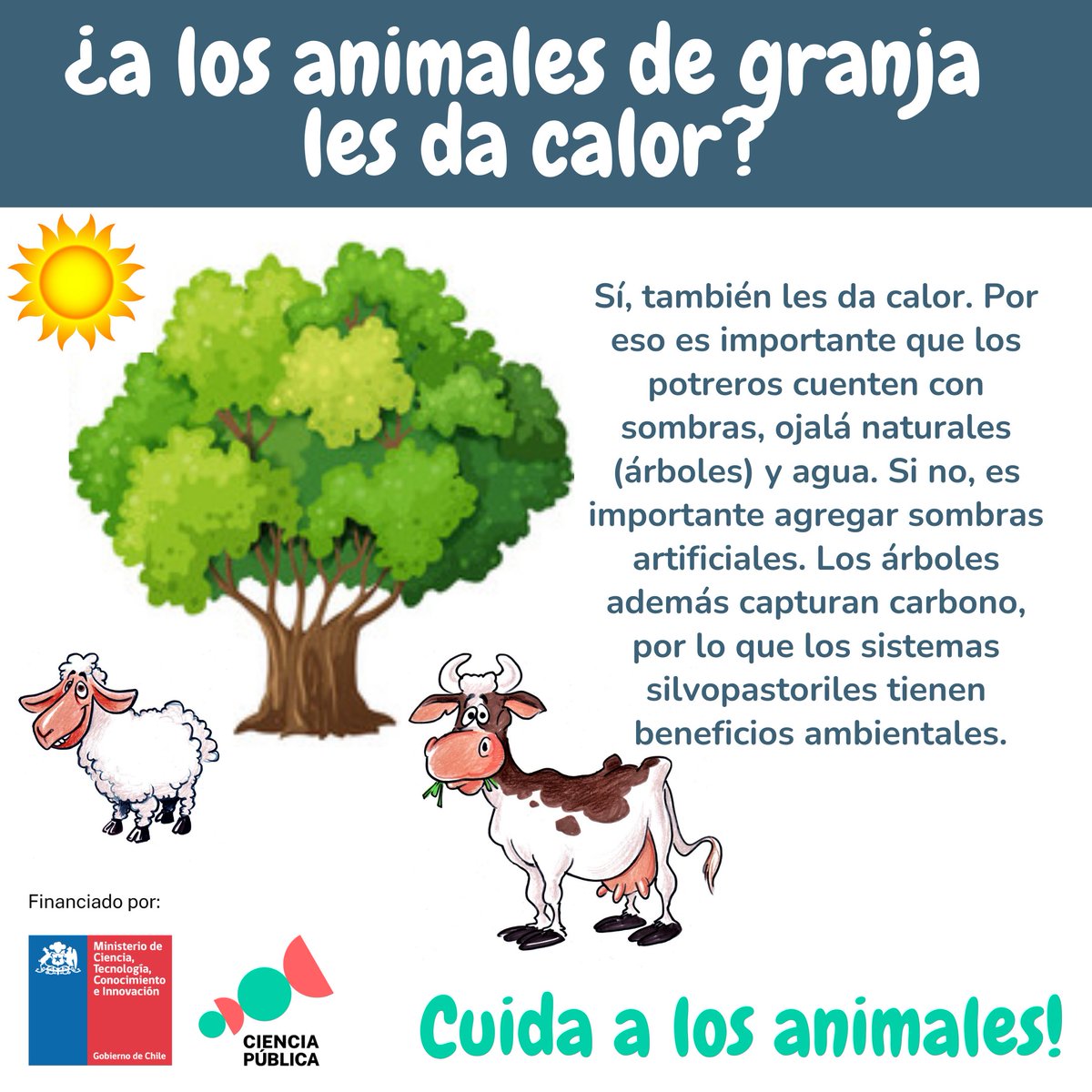 g_animales's tweet photo. Las vacas pueden tener estrés por calor con temperaturas mayores a 25°C, sobre todo en zonas más húmedas. Es importante que tengan disponibilidad de sombra y agua! https://t.co/MYagsBJY55