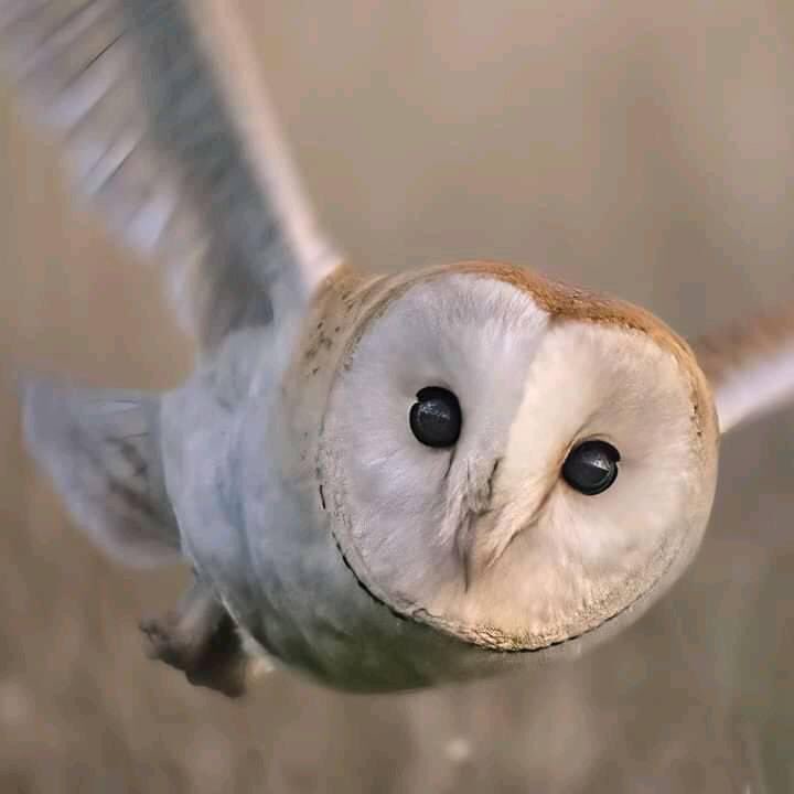 #photography #owls #wildlife #birds