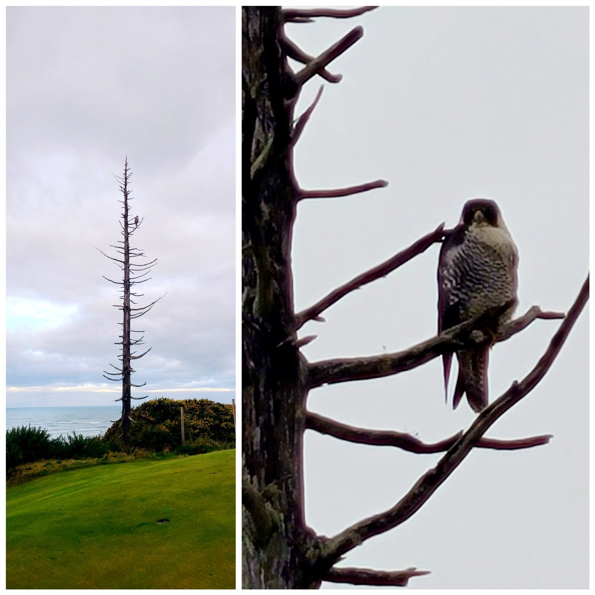 Jeremiah Bullfrog tweet media