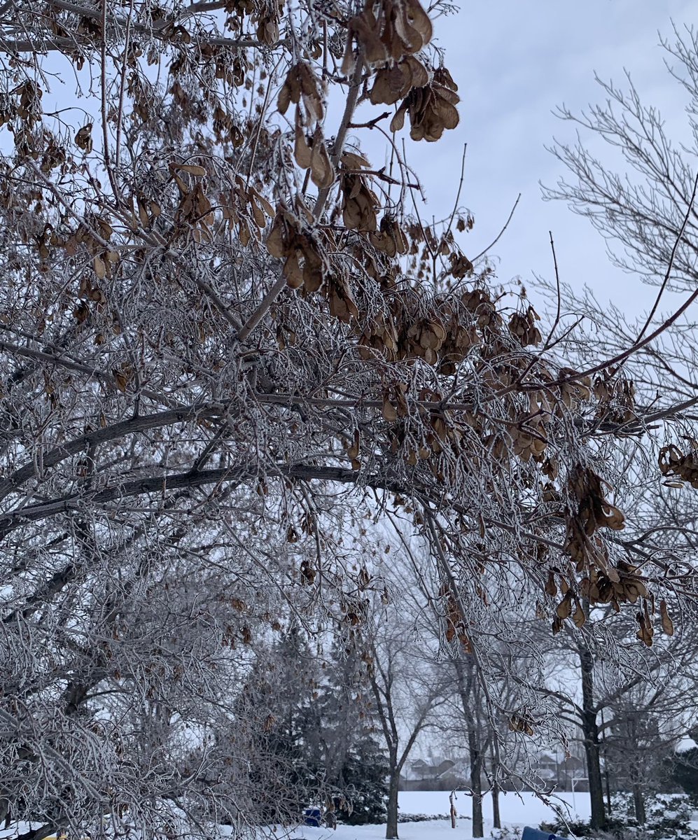Perfect weather for losing track of time and cups of coffee 🎄🇨🇦