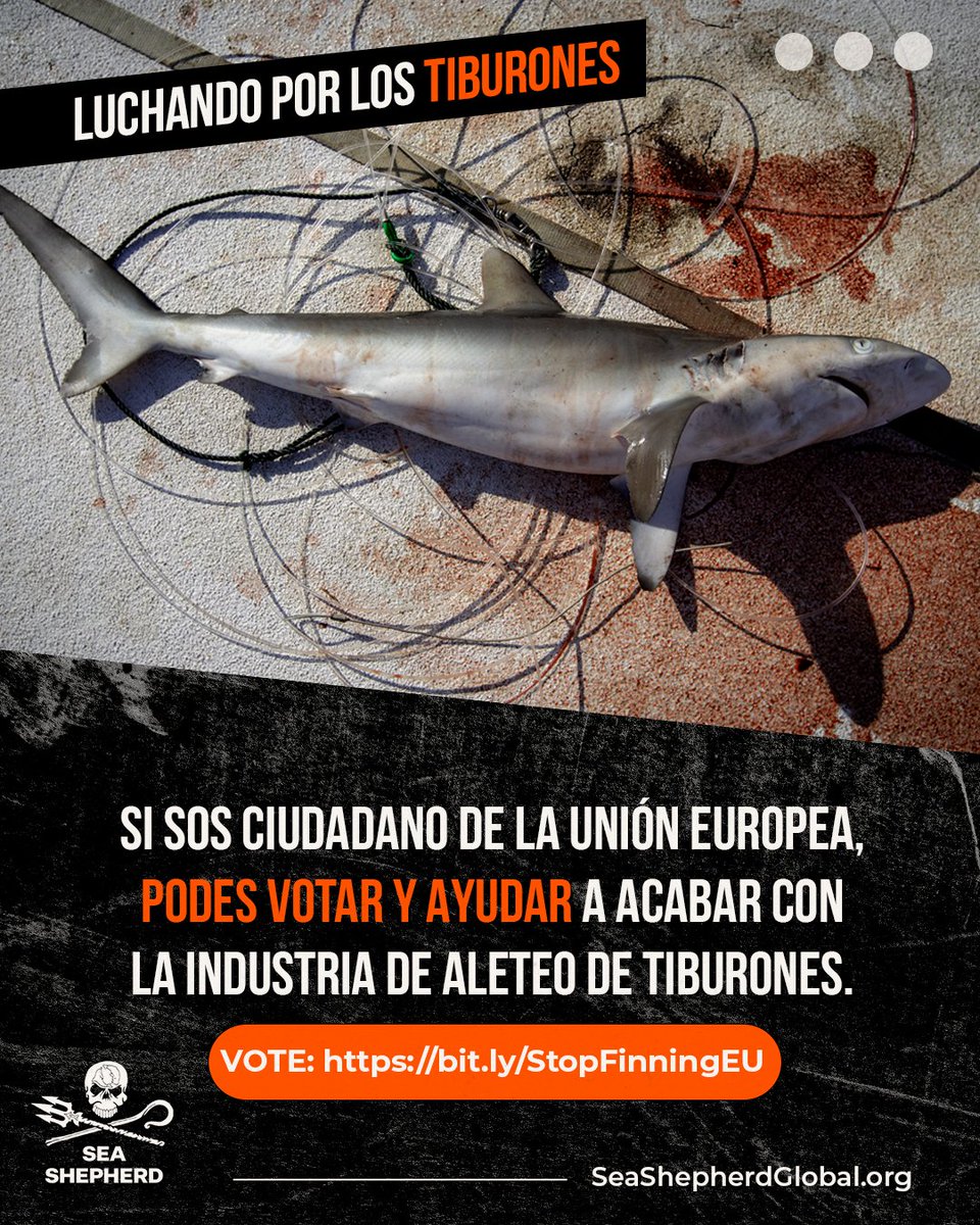 seashepherdarg's tweet photo. Si no podes votar la Iniciativa Ciudadana de la UE, ayudanos compartiendola y difundiendo la importancia de los tiburones para nuestro océano. 🙏💙⚓️🦈

#SeaShepherd #ForTheOcean #Sharks https://t.co/GLuGoilpNT