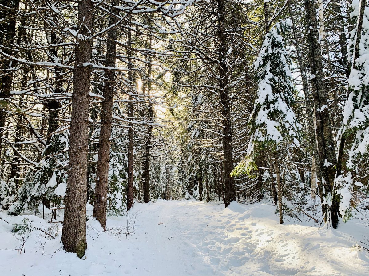 Algonquin_PP's tweet photo. "Going to the woods is going home."
-John Muir https://t.co/vw9Kt8cEVK