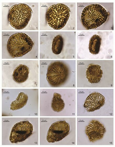 AsiaPaleofloras's tweet photo. 📝The #angiosperm #pollen #Volkheimerites labyrinthus gen. et sp. nov. from the earliest #Paleogene (#Danian) of #Patagonia, #Argentina 🇦🇷

🔗 https://t.co/EZPPPiydwx
♦️ Narváez et al., #Palynology https://t.co/89UnMVaJdq