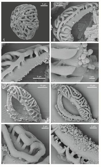 AsiaPaleofloras's tweet photo. 📝The #angiosperm #pollen #Volkheimerites labyrinthus gen. et sp. nov. from the earliest #Paleogene (#Danian) of #Patagonia, #Argentina 🇦🇷

🔗 https://t.co/EZPPPiydwx
♦️ Narváez et al., #Palynology https://t.co/89UnMVaJdq