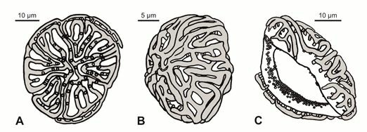 AsiaPaleofloras's tweet photo. 📝The #angiosperm #pollen #Volkheimerites labyrinthus gen. et sp. nov. from the earliest #Paleogene (#Danian) of #Patagonia, #Argentina 🇦🇷

🔗 https://t.co/EZPPPiydwx
♦️ Narváez et al., #Palynology https://t.co/89UnMVaJdq